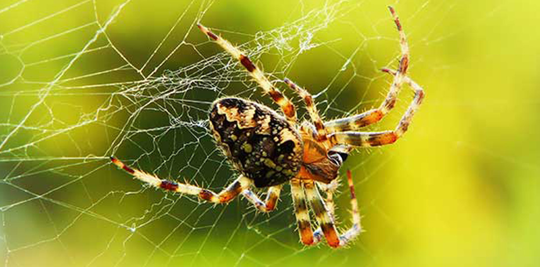 Spider Pest Control